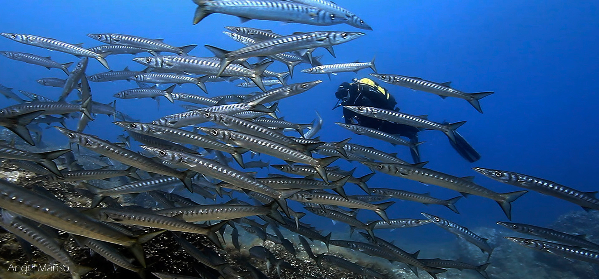 Banco de peces bajo el agua