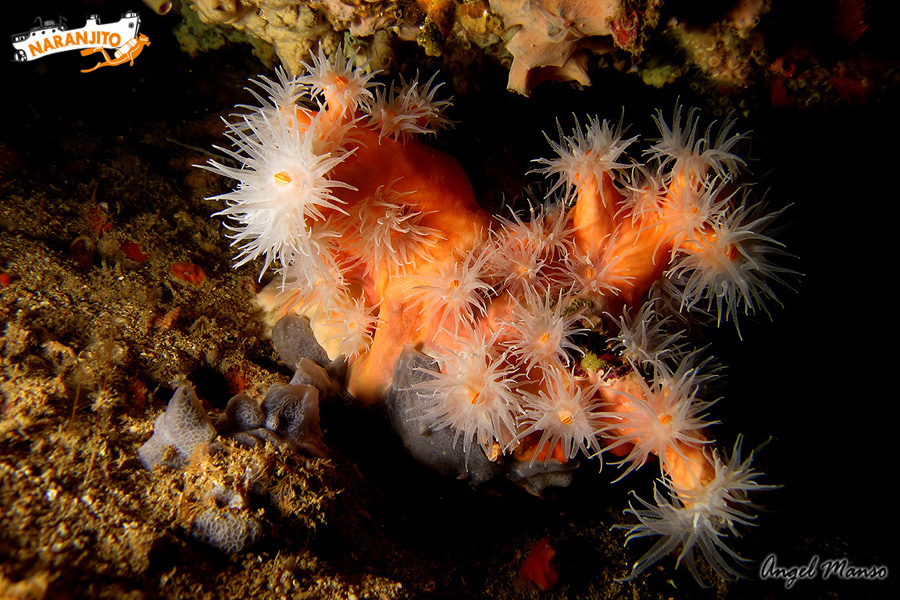 Coral y vida marina